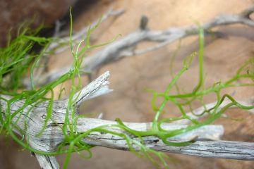 Les bienfaits de la cosmétique marine Les bienfaits de la cosmétique marine