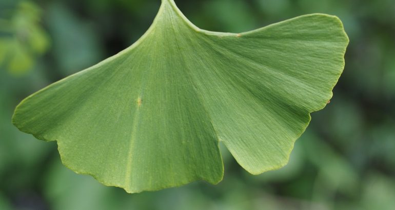 ginkgo