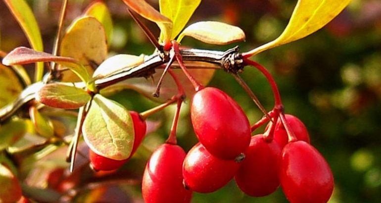 berberine