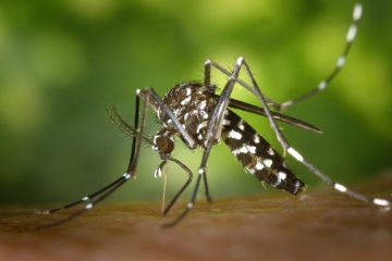 Attention, le nombre de cas de dengue est en augmentation aux Antilles Attention, le nombre de cas de dengue est en augmentation aux Antilles