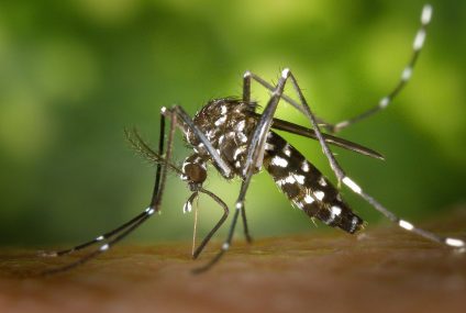 Attention, le nombre de cas de dengue est en augmentation aux Antilles