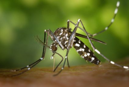 Attention, le nombre de cas de dengue est en augmentation aux Antilles Attention, le nombre de cas de dengue est en augmentation aux Antilles