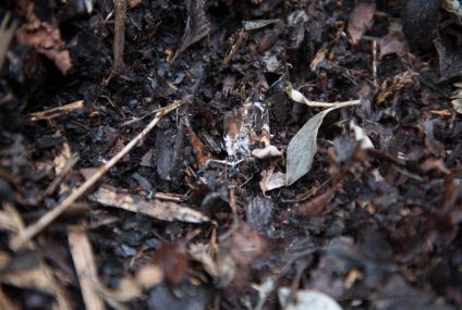 Quand vos déchets deviennent une ressource inépuisable : le compost (2)