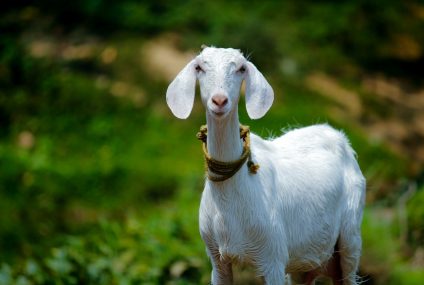Et vous, vous êtes plutôt brique de chèvre ou plutôt palet de chèvre ?