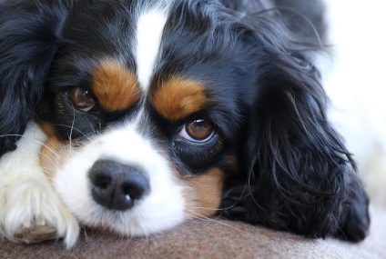 Les seniors et les chiens : une amitié réciproque !