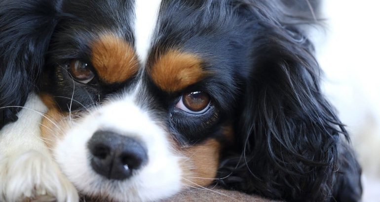 chien cavalier king charles