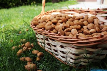 Les amandes et notre santé